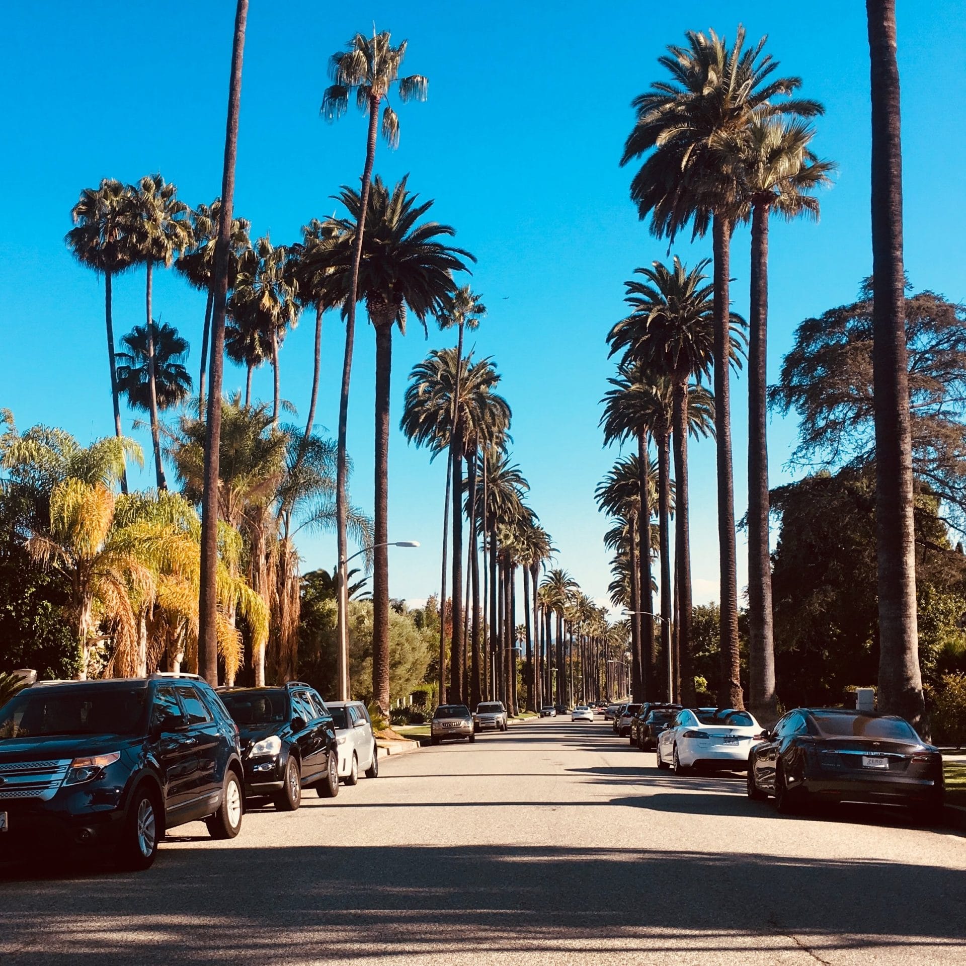 Straße in Beverly Hills mit den berühmten Palmen