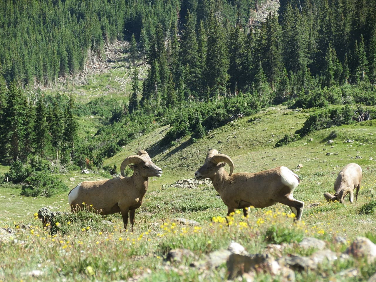 Ein Wilder Hengst In Den Rocky Mountains Rocky Mountains: Ein einzigartiges Naturparadies - USA-Info.net